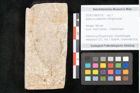 Foto (Objekt + Etikett) von Quercus palaeoilex Ettingshausen (NHMW-GEO-2024-0188-8109)